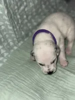Caroline (Purple collar), a female Dalmatian for sale in Pink Hill, NC – 2 of 5
