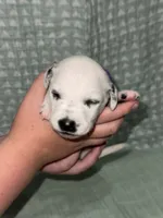 Caroline (Purple collar), a female Dalmatian for sale in Pink Hill, NC – 4 of 5