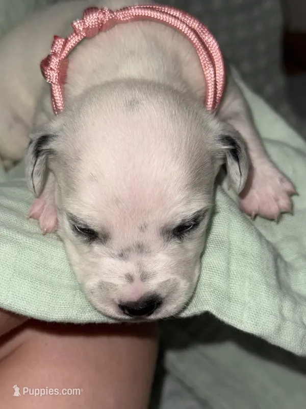 Haley (Pink collar) – Dalmatian puppy for sale in Pink Hill, NC