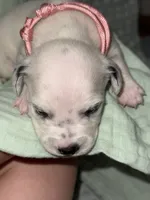 Haley (Pink collar), a female Dalmatian for sale in Pink Hill, NC – 1 of 4