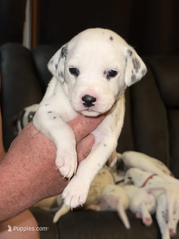 Rebecca (Yellow collar) – Dalmatian puppy for sale in Pink Hill, NC