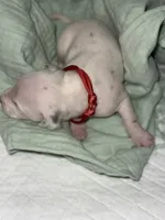 Kai (Red collar), a male Dalmatian for sale in Pink Hill, NC – 2 of 5