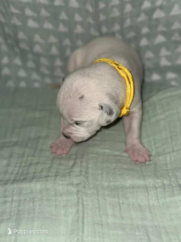 Rebecca (Yellow collar) – Dalmatian puppy for sale in Pink Hill, NC