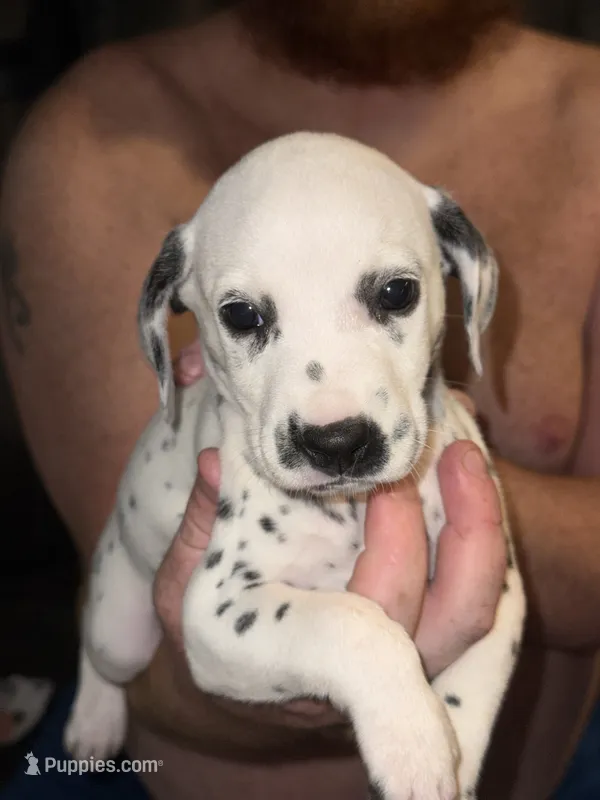 Elena (burgundy collar) – Dalmatian puppy for sale in Pink Hill, NC