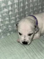 Caroline (Purple collar), a female Dalmatian for sale in Pink Hill, NC – 3 of 5