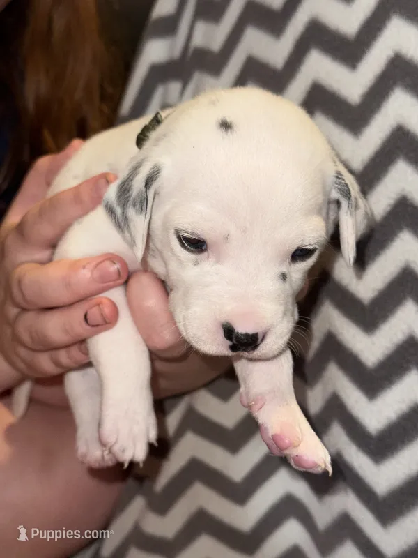 Finn (Green Collar) – Dalmatian puppy on hold in Pink Hill, NC