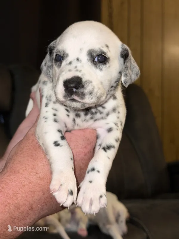 Haley (Pink collar) – Dalmatian puppy for sale in Pink Hill, NC