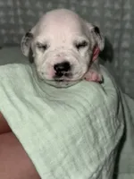 Haley (Pink collar), a female Dalmatian for sale in Pink Hill, NC – 4 of 4