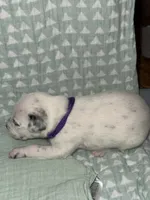 Caroline (Purple collar), a female Dalmatian for sale in Pink Hill, NC – 5 of 5
