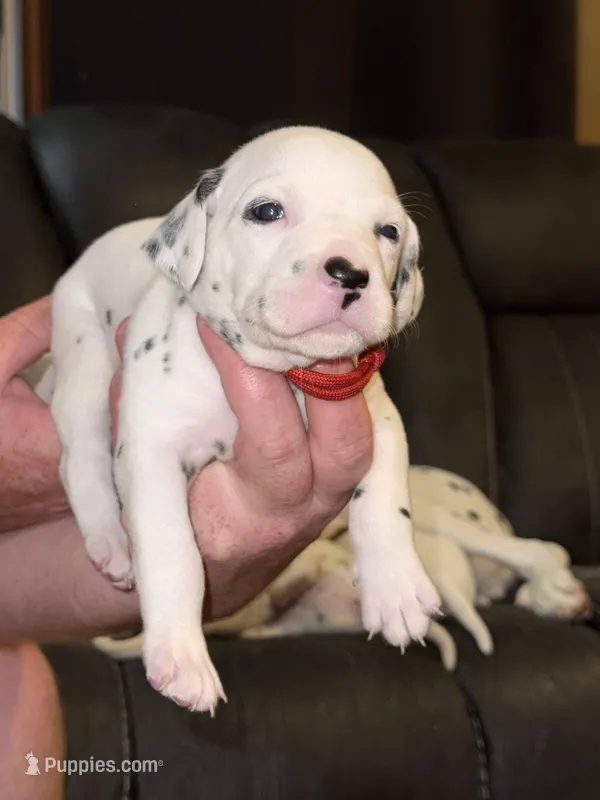 Kai (Red collar) – Dalmatian puppy for sale in Pink Hill, NC