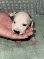 Elena (burgundy collar), a female Dalmatian for sale in Pink Hill, NC – 4 of 4