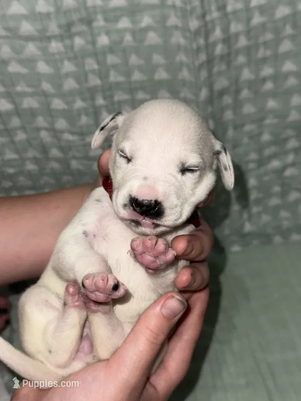 Elena (burgundy collar) – Dalmatian puppy for sale in Pink Hill, NC