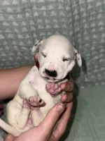 Elena (burgundy collar), a female Dalmatian for sale in Pink Hill, NC – 1 of 4