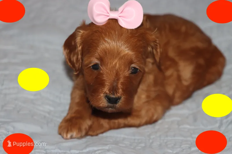 TIFANI – Maltipoo, Poodle - Toy  puppy for sale in Vallejo, CA