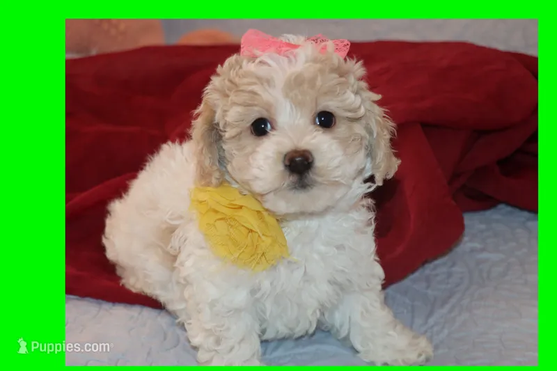 Toy maltipoo – Maltipoo puppy for sale in Vallejo, CA