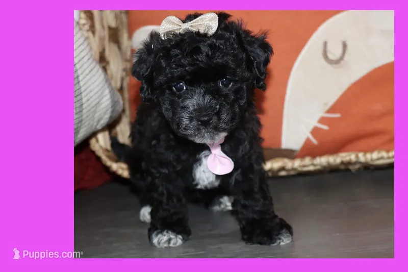 LALA – Maltipoo, Poodle - Toy  puppy for sale in Vallejo, CA