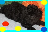 Bogie, a male Maltipoo and Poodle - Toy  for sale in Vallejo, CA – 3 of 3