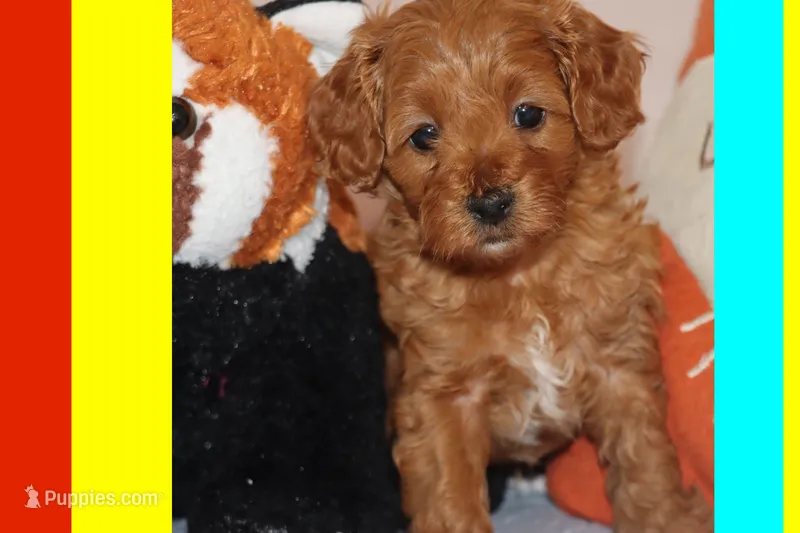 CINNAMON – Maltipoo, Poodle - Toy  puppy for sale in Vallejo, CA