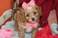 Valentina, a female Maltipoo and Poodle - Toy  for sale in Vallejo, CA – 3 of 4
