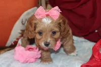 Valentina, a female Maltipoo and Poodle - Toy  for sale in Vallejo, CA – 2 of 4