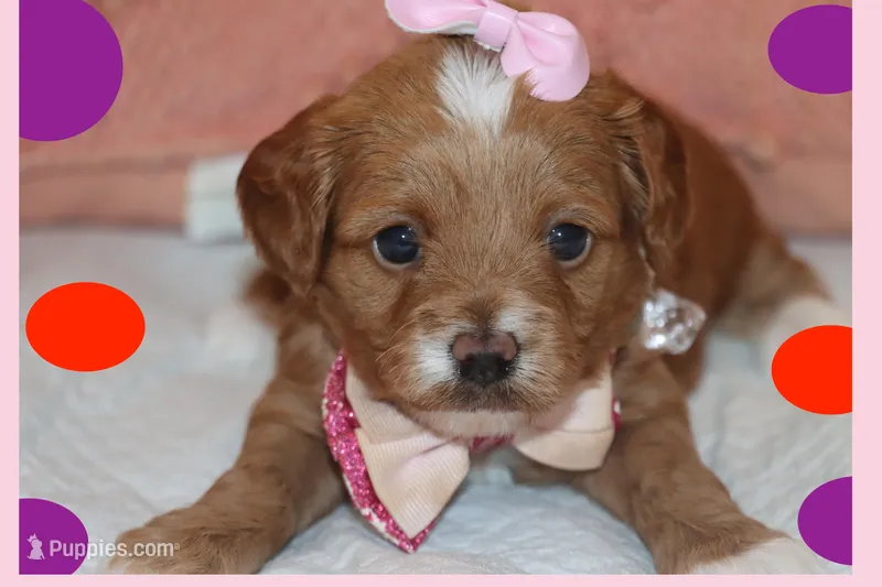 ALLISON – Maltipoo, Poodle - Toy  puppy for sale in Vallejo, CA