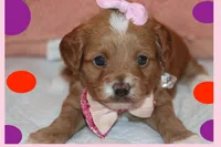 Valentina, a female Maltipoo and Poodle - Toy  for sale in Vallejo, CA – Photo 1 of 3