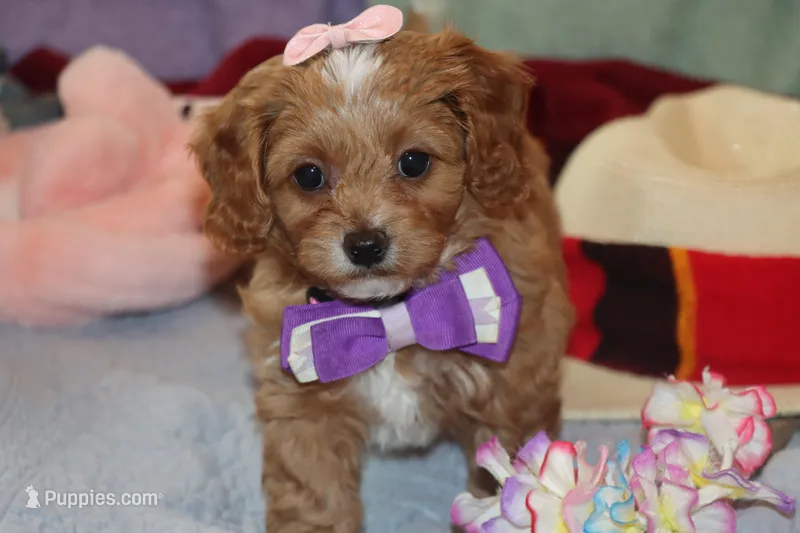 Valentina – Maltipoo, Poodle - Toy  puppy for sale in Vallejo, CA