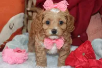 Valentina, a female Maltipoo and Poodle - Toy  for sale in Vallejo, CA – 4 of 4