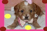 Valentina, a female Maltipoo and Poodle - Toy  for sale in Vallejo, CA – Photo 2 of 3