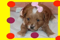 Valentina, a female Maltipoo and Poodle - Toy  for sale in Vallejo, CA – Photo 3 of 3