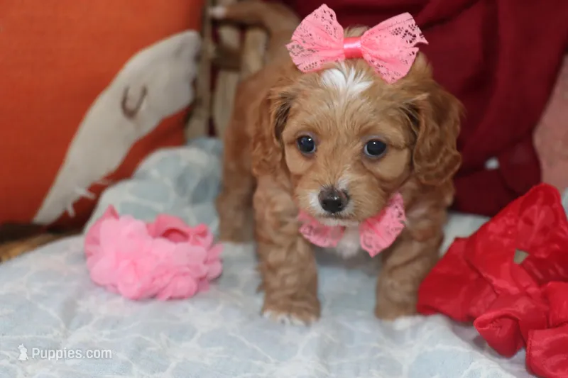 Valentina – Maltipoo, Poodle - Toy  puppy for sale in Vallejo, CA