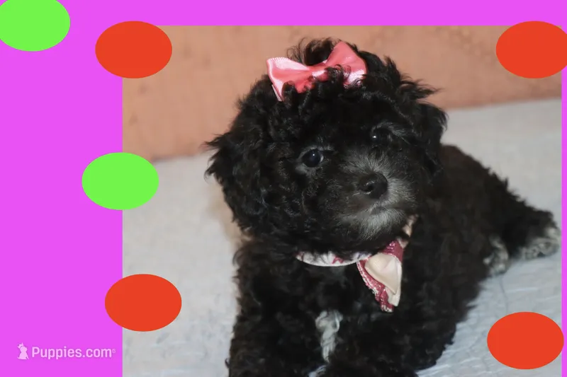 MIA – Maltipoo puppy for sale in Vallejo, CA