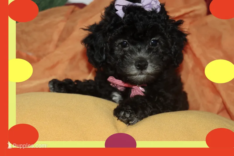 MIA – Maltipoo puppy for sale in Vallejo, CA