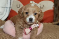 FARA, a female Maltese and Poodle - Toy  for sale in Vallejo, CA – Photo 3 of 3