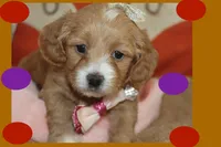 FARA, a female Maltese and Poodle - Toy  for sale in Vallejo, CA – Photo 1 of 3