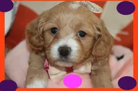 FARA, a female Maltese and Poodle - Toy  for sale in Vallejo, CA – Photo 2 of 3