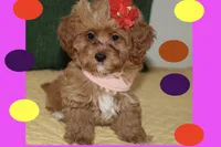 Sofia, a female Maltipoo and Poodle - Toy  for sale in Vallejo, CA – 1 of 4