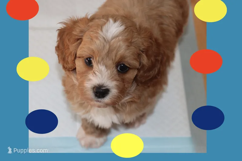 MAXIN – Maltipoo, Poodle - Toy  puppy for sale in Vallejo, CA