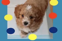 MAXIN, a male Maltipoo and Poodle - Toy  for sale in Vallejo, CA – 1 of 4