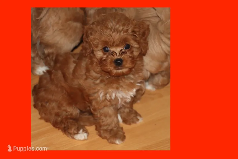 LEILA – Maltipoo, Poodle - Toy  puppy for sale in Vallejo, CA