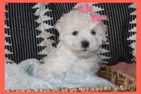Toy puppy maltipoo, a female Maltipoo for sale in Vallejo, CA – 2 of 7