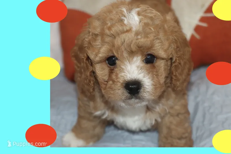 BABY BLUE – Maltipoo, Poodle - Toy  puppy for sale in Vallejo, CA