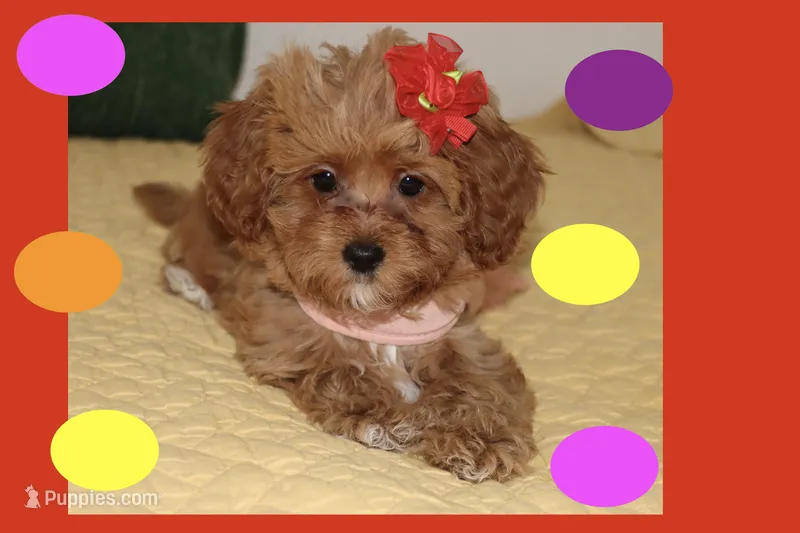 Sofia – Maltipoo, Poodle - Toy  puppy for sale in Vallejo, CA