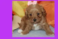 Sofia, a female Maltipoo and Poodle - Toy  for sale in Vallejo, CA – 2 of 3