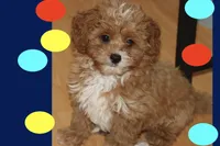 Red toy Maltipoo , a male Maltipoo and Poodle - Toy  for sale in Vallejo, CA – 3 of 5