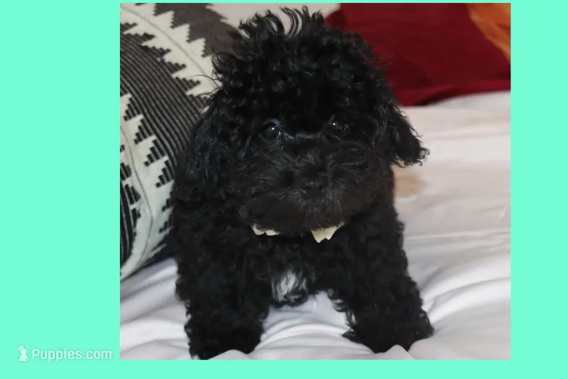 Bogie – Maltipoo, Poodle - Toy  puppy for sale in Vallejo, CA