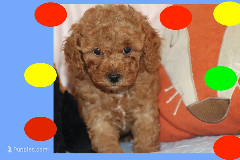 OSITO – Maltipoo, Poodle - Toy  puppy for sale in Vallejo, CA