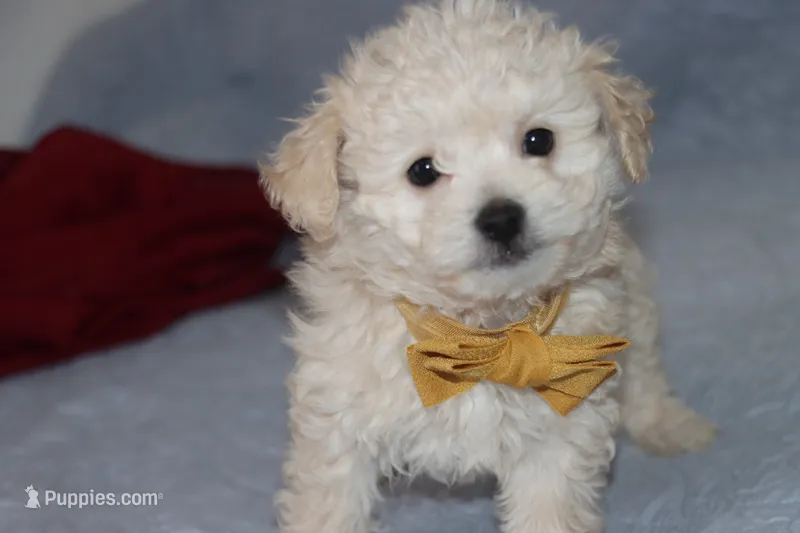 MAXI – Maltipoo, Poodle - Toy  puppy for sale in Vallejo, CA