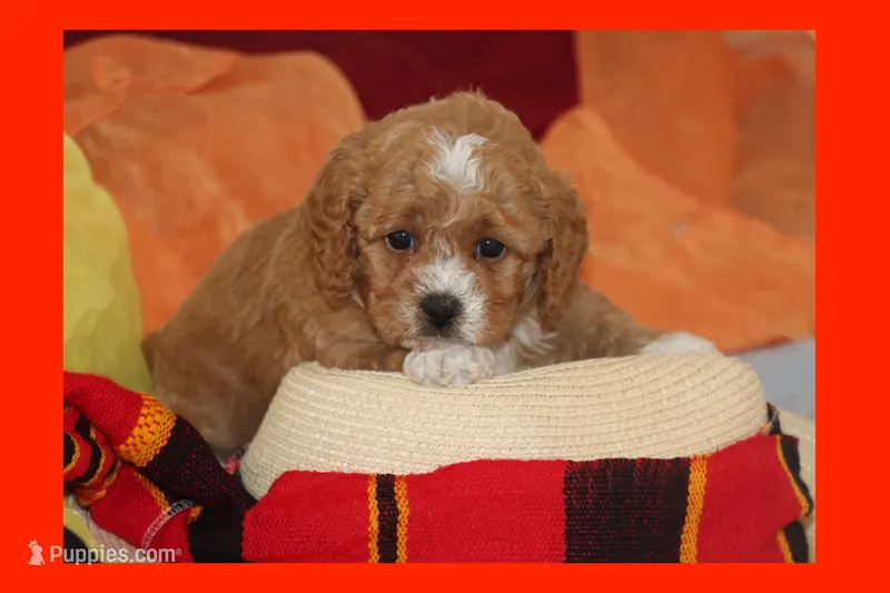 BABY BLUE – Maltipoo, Poodle - Toy  puppy for sale in Vallejo, CA