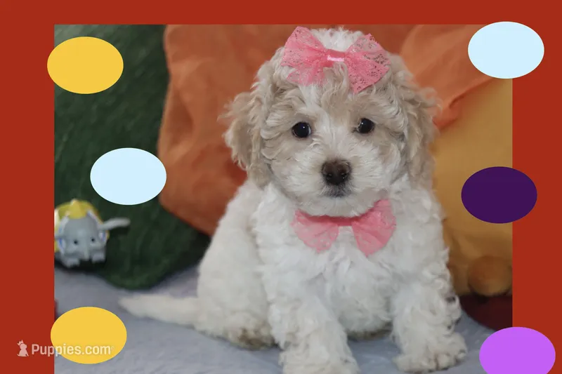 Grace – Maltipoo, Poodle - Toy  puppy for sale in Vallejo, CA